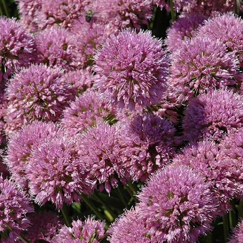 Allium Millenium Sun Perennials Perennials Plants Flowers allium-millenium-bluestone-perennials
