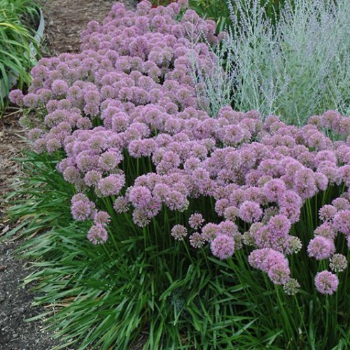 Allium 'Millenium'