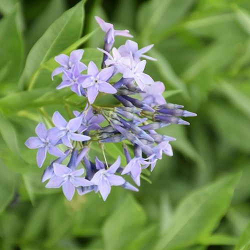 Amsonia 'Blue Ice' Amsonia 'Blue Ice'