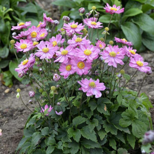 Anemone 'Curtain Call Pink' Anemone 'Curtain Call Pink'