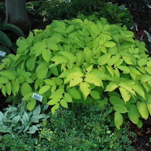 Aralia 'Sun King' Aralia 'Sun King'