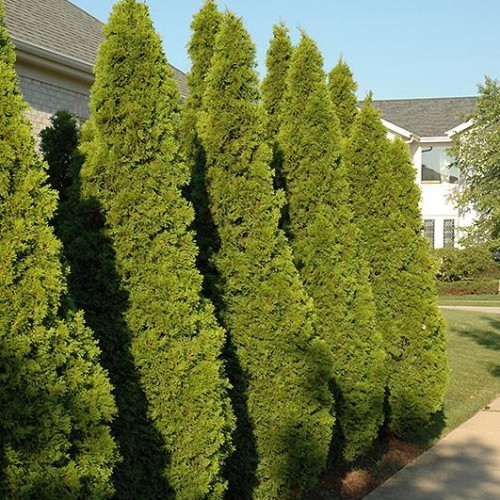 Arborvitae 'Emerald Green'