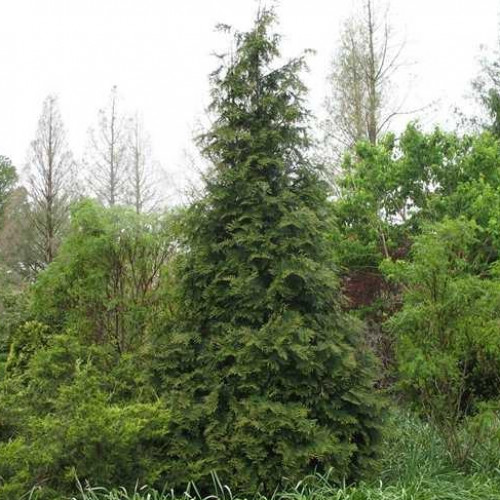 Arborvitae 'Green Giant'