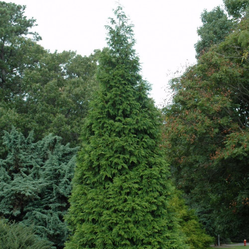 Arborvitae 'Green Giant' Arborvitae 'Green Giant'