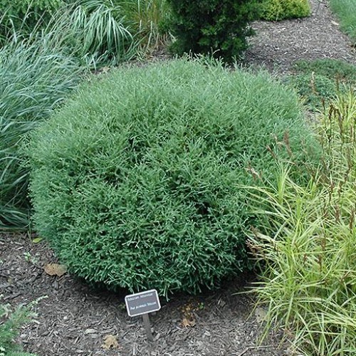 Arborvitae 'Mr. Bowling Ball' Arborvitae 'Mr. Bowling Ball'