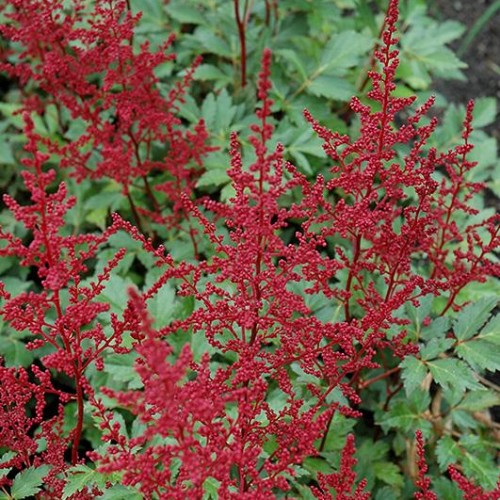 Astilbe 'Red Sentinel'