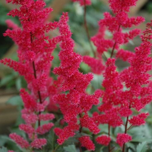 Shade Perennials | Perennials | Plants & Flowers ...