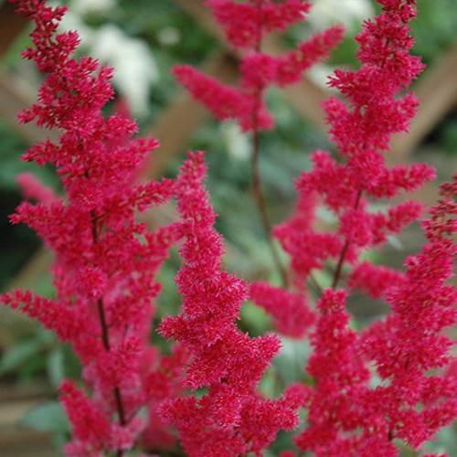 Astilbe 'Fanal' Astilbe 'Fanal'