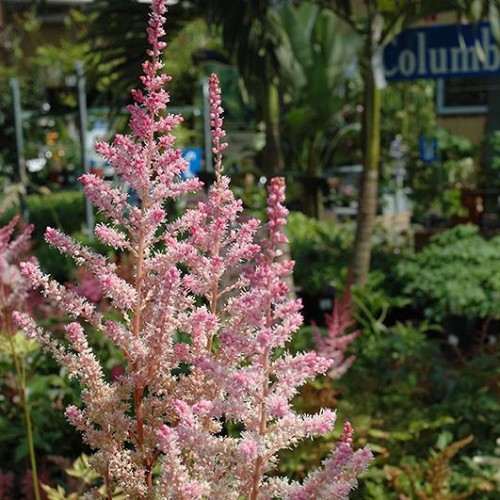 Astilbe 'Little Vision In Pink' Astilbe 'Little Vision In Pink'