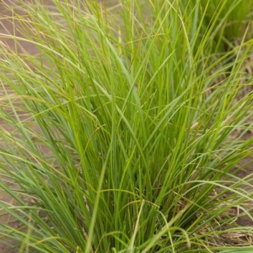 Autumn Moor Grass