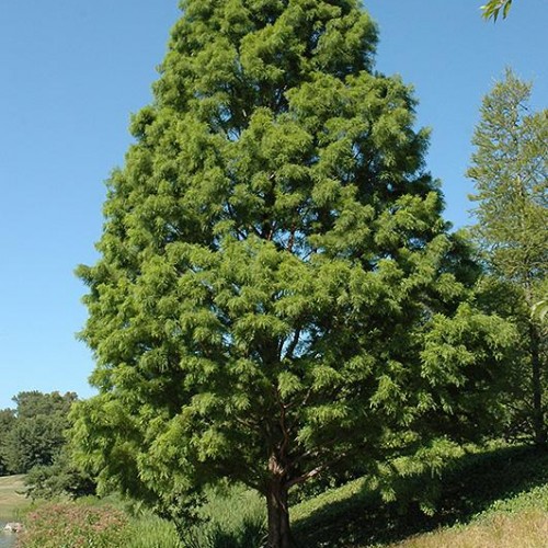 Baldcypress 'Shawnee Brave'