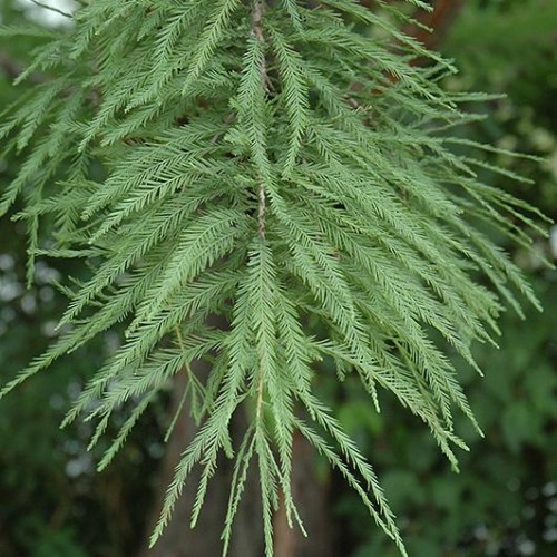 Baldcypress Shawnee Brave Shade Trees Trees Plants Flowe