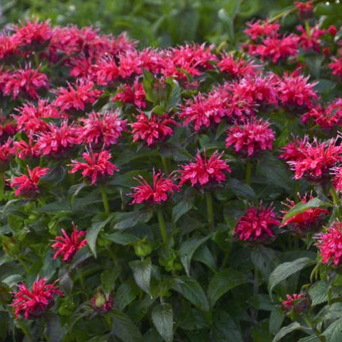 Bee Balm 'Cherry Pops'