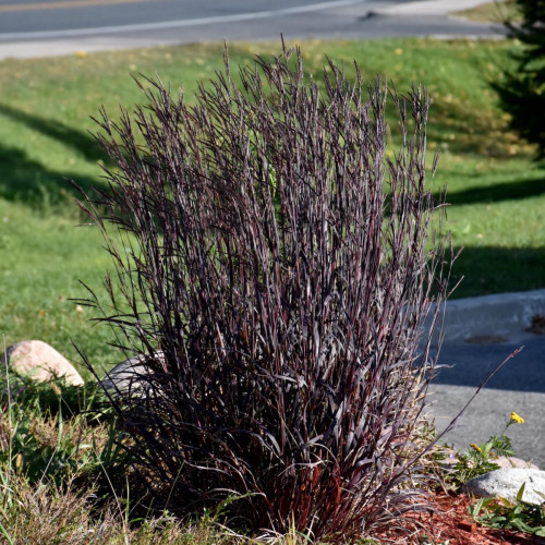 Big Bluestem 'Blackhawks'
