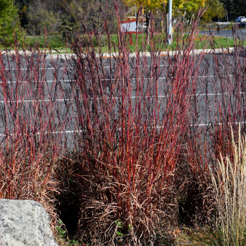 Big Bluestem 'Red October' Big Bluestem 'Red October'