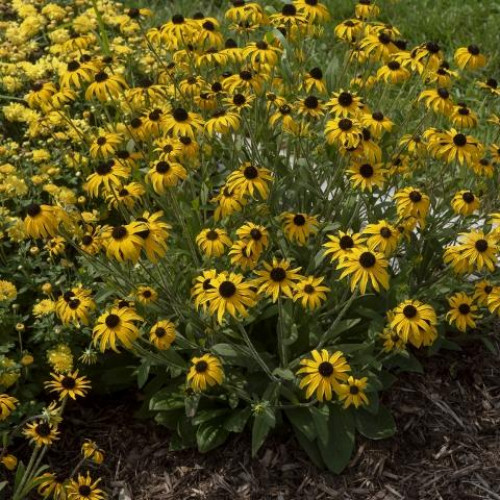 Black Eyed Susan 'American Gold Rush' Black Eyed Susan 'American Gold Rush'