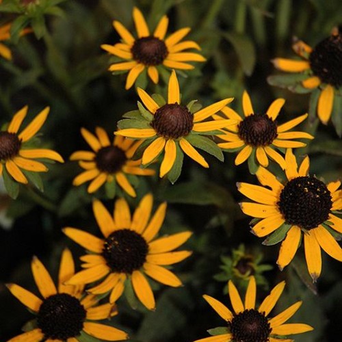 Black Eyed Susan 'Little Gold Star'