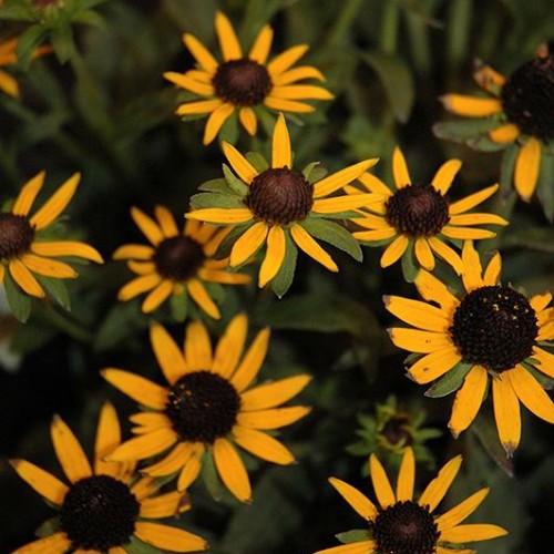 Black Eyed Susan 'Little Gold Star' Black Eyed Susan 'Little Gold Star'
