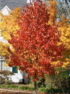 Black Gum 'Wildfire' | Shade Trees | Trees | Plants & Flowers ...