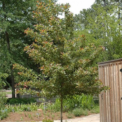 Shade Trees | Trees | Plants & Flowers | Niemeyer's Landscape Supp...