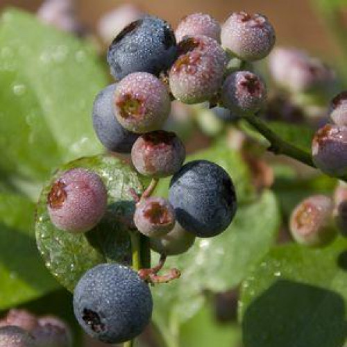 Blueberry 'Bluecrop'