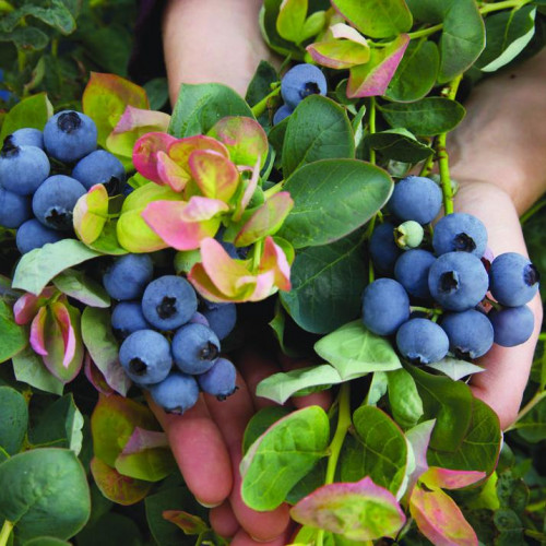 Blueberry 'Jersey' Blueberry 'Jersey'