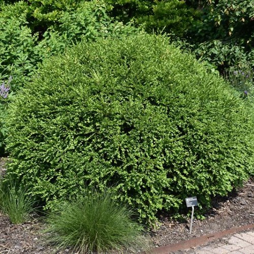 Boxwood 'Green Gem'