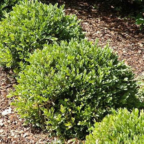 Evergreen Shrubs Shrubs Plants & Flowers Niemeyer's Landscape