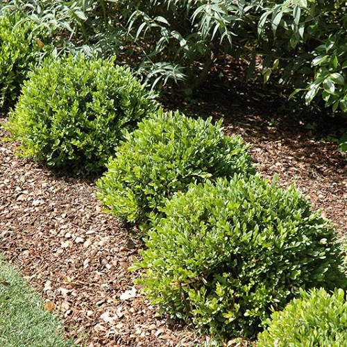 Boxwood 'Green Velvet'