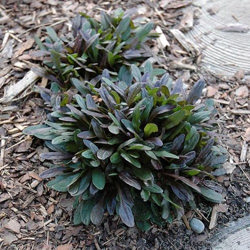 Bugleweed 'Chocolate Chip' Bugleweed 'Chocolate Chip'