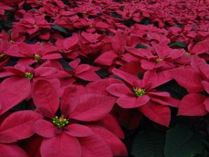 Burgundy Poinsettia