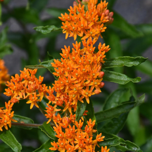 Butterfly Weed