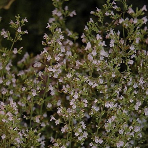 Calamint 'Montrose White'