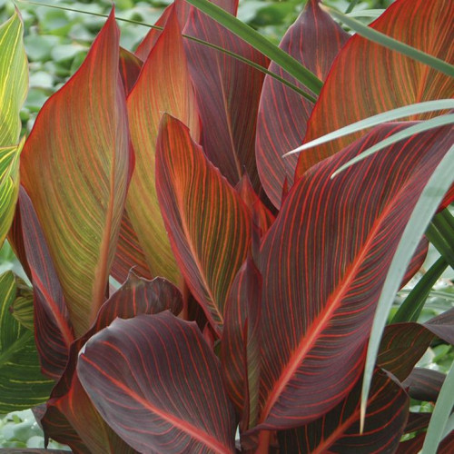Canna 'Pink Sunburst'