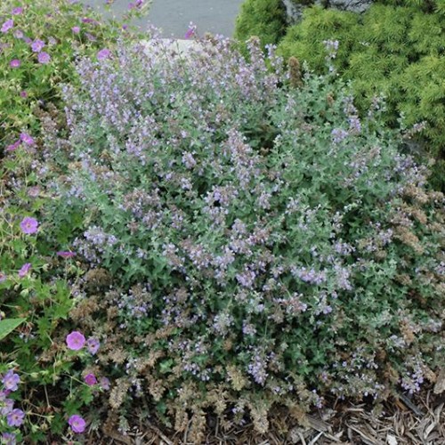 Catmint Cats Meow Sun Perennials Perennials Plants Flower