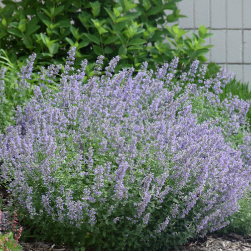 Catmint 'Cats Meow' Catmint 'Cats Meow'
