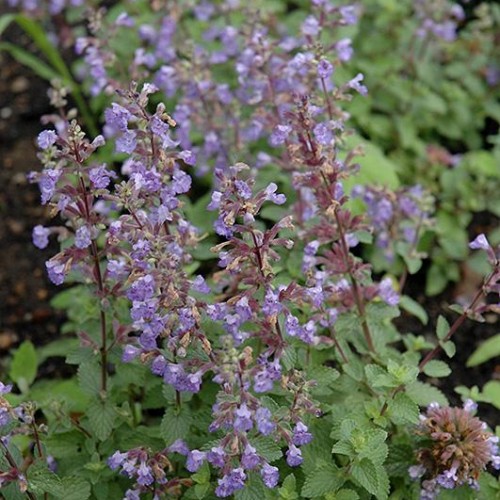 Catmint 'Purrsian Blue'