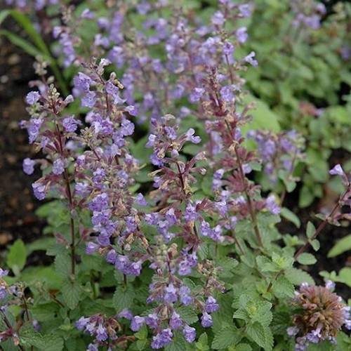 Catmint 'Purrsian Blue' Catmint 'Purrsian Blue'