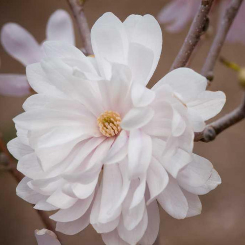 Magnolia 'Centennial' 
