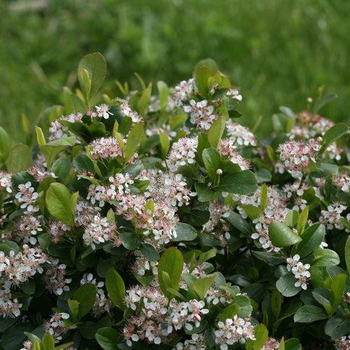 Chokeberry 'Low Scape Mound'