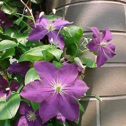 Clematis 'Jackmanii'