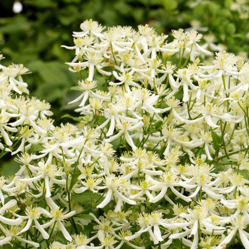 Clematis 'Sweet Autumn'