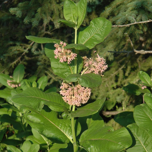 Common Milkweed