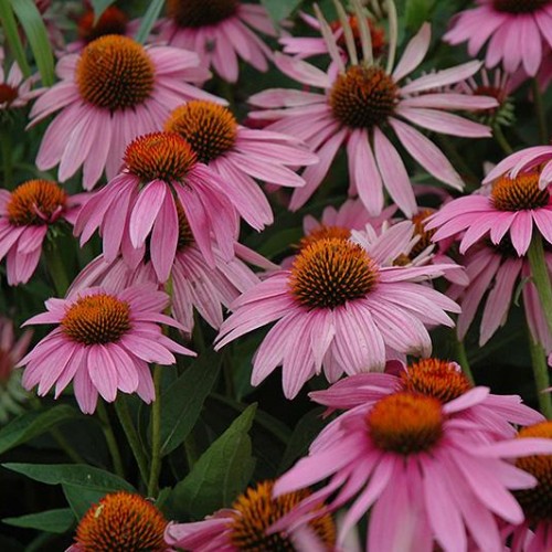 Coneflower 'Magnus'