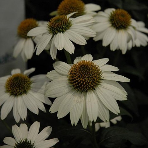 Coneflower 'PowWow White' Coneflower 'PowWow White'