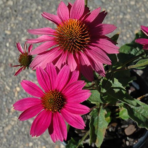 Coneflower 'PowWow Wild Berry' Coneflower 'PowWow Wild Berry'