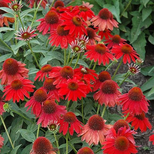 Coneflower 'Sombrero Salsa Red'