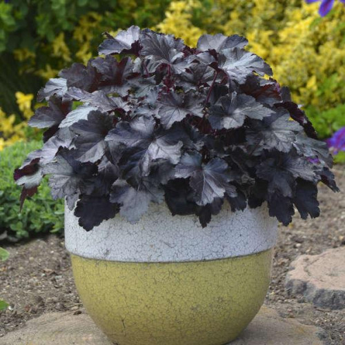Coral Bell 'Black Pearl' Coral Bell 'Black Pearl'