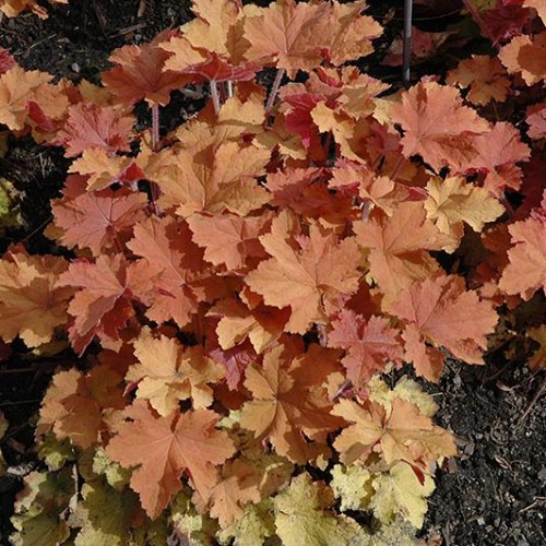 Coral Bell 'Caramel' Coral Bell 'Caramel'