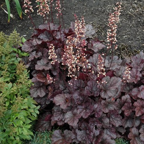 Coral Bell 'Grape Expectations' Coral Bell 'Grape Expectations'